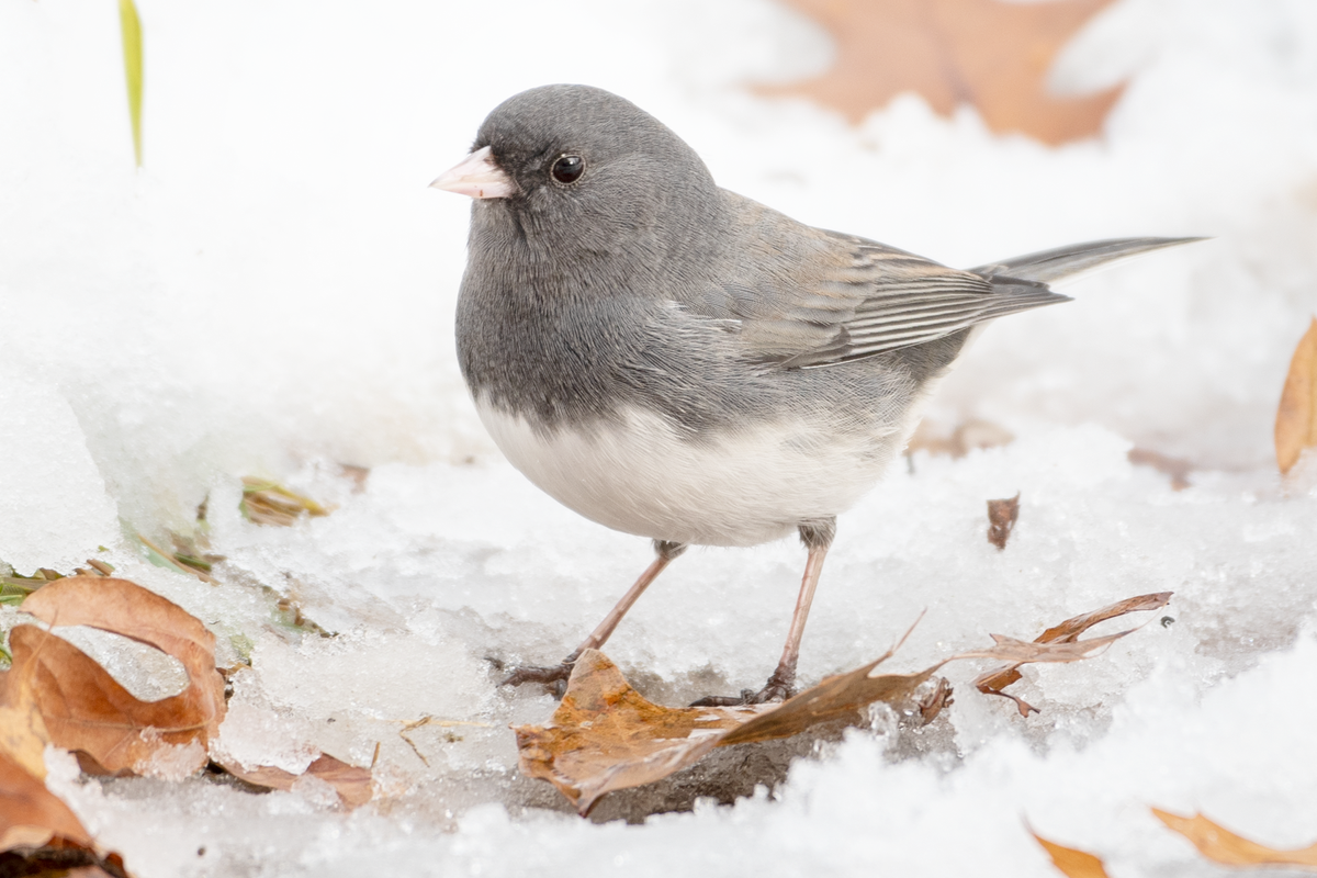 Blue Jay on a Snowy Day – Jocelyn Anderson Photography