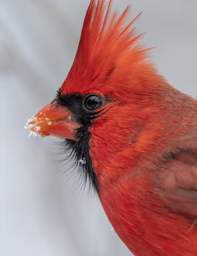How did cardinals get those bright red feathers? – Washington