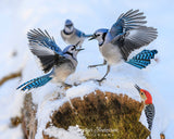 Blue Jays Having a Discussion