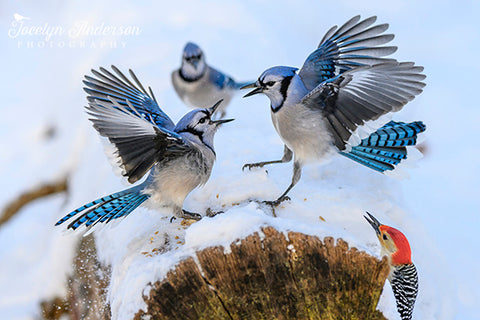 Blue Jays Having a Discussion