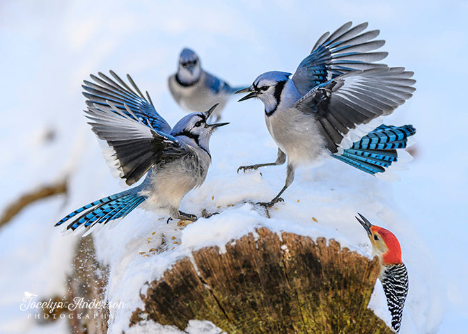 3 554 bilder, fotografier och illustrationer med Jay Jay Anderson - Getty  Images