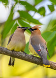 Cedar Waxwings Sharing a Berry