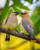 Cedar Waxwings Sharing a Berry