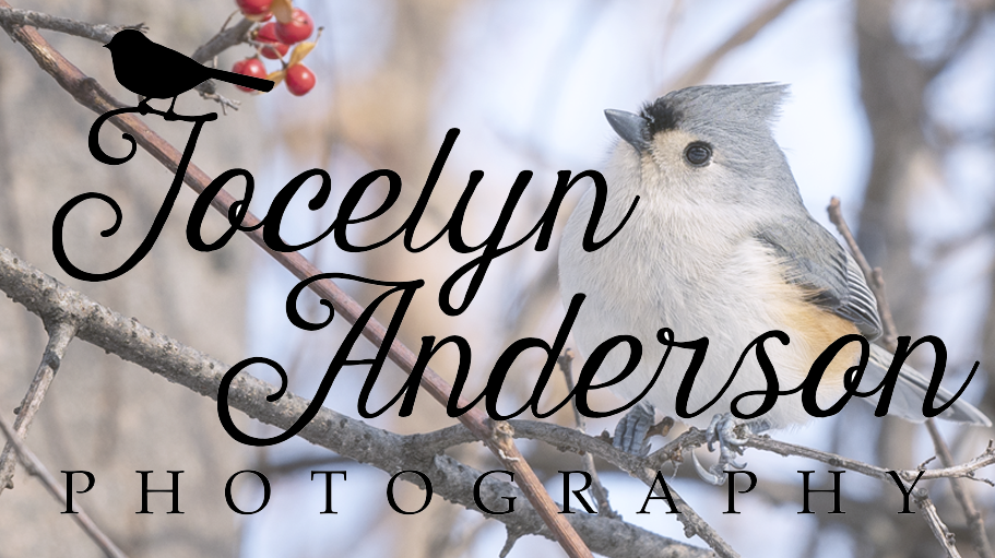 Jocelyn Anderson Photography logo