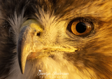 Red-tailed Hawk with Ice on Eyelashes
