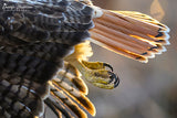 Red-tailed Hawk Claws