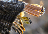 Red-tailed Hawk Claws