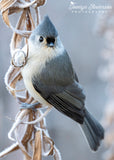 Tufted Titmouse Frosty Morning