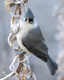 Tufted Titmouse Frosty Morning