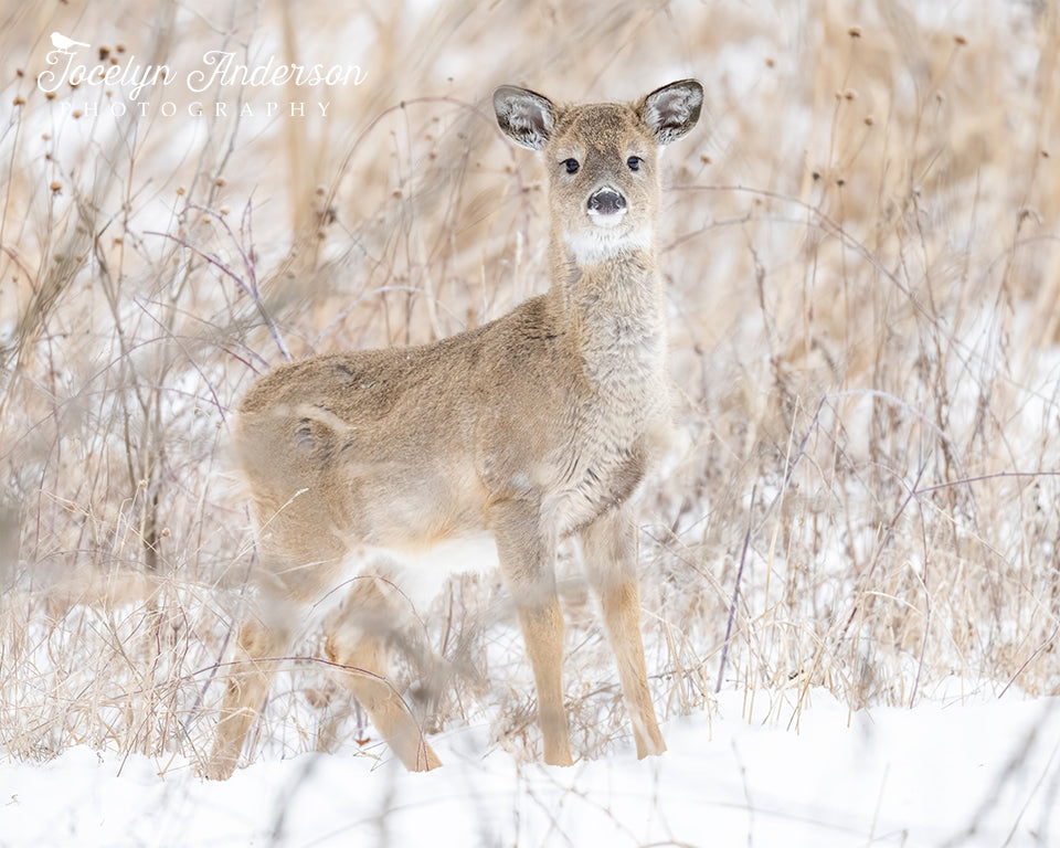 White-tailed Deer on the Nature Trail – Jocelyn Anderson Photography