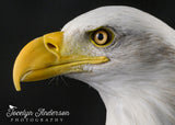 Bald Eagle Portrait