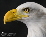 Bald Eagle Portrait