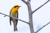 Blackburnian Warbler