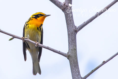 Blackburnian Warbler