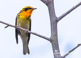 Blackburnian Warbler