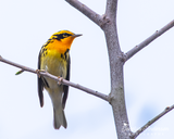 Blackburnian Warbler