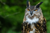Eurasian Eagle Owl