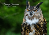 Eurasian Eagle Owl