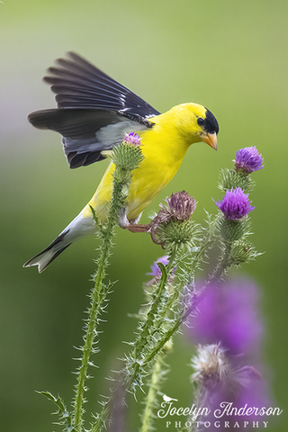 American Goldfinch on Thistle