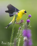American Goldfinch on Thistle