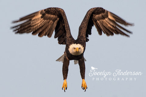 Bald Eagle Taking Off