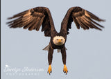 Bald Eagle Taking Off