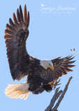Bald Eagle Landing on Rookery Branch