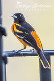 Baltimore Oriole on Balcony