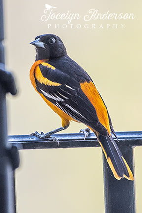 Baltimore Oriole on Balcony
