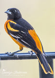 Baltimore Oriole on Balcony