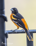 Baltimore Oriole on Balcony