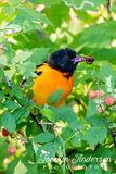 Baltimore Oriole in the Berry Bush