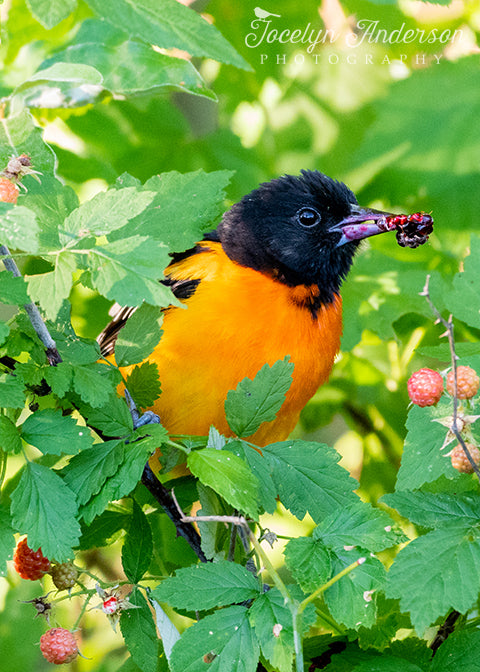 Baltimore Orioles - Happy birds!