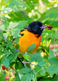 Baltimore Oriole in the Berry Bush