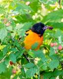 Baltimore Oriole in the Berry Bush