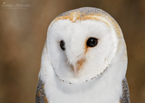 Barn Owl