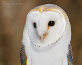Barn Owl