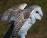 Barn Owl Stretching Wings