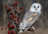 Barn Owl with Red Berries