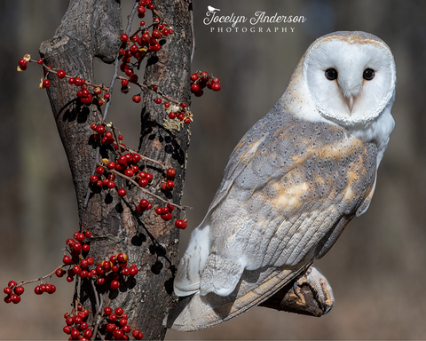Barn Owl with Red Berries