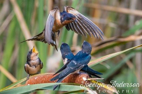 Barn Swallows Calling for Breakfast