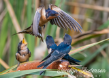 Barn Swallows Calling for Breakfast