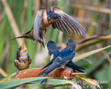 Barn Swallows Calling for Breakfast