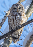 Barred Owl with Tail Feather Hearts