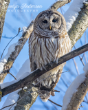 Barred Owl with Tail Feather Hearts