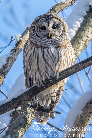 Barred Owl with Tail Feather Hearts