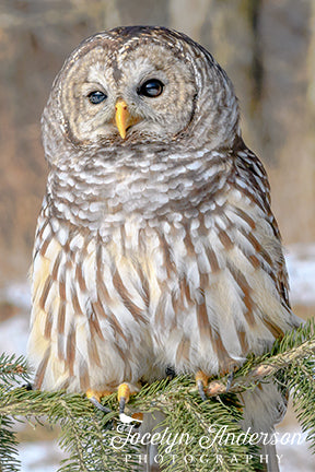 Barred Owl on Pine Branch