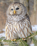 Barred Owl on Pine Branch