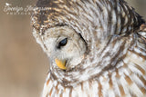 Barred Owl Profile