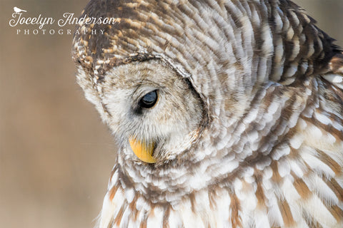 Barred Owl Profile